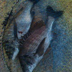 今日はトップオンリー